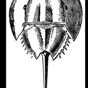 Meet your Posher, Marcia